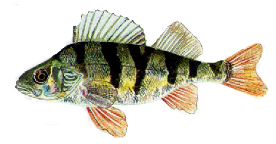 Perca fluviatilis_02.jpg